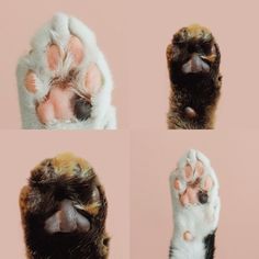 four different pictures of paws and feet with fur on them