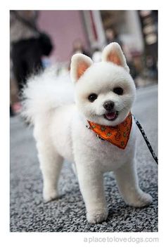 a small white dog with an orange bandana on it's neck standing in the street