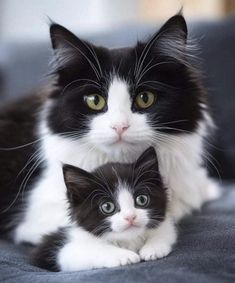 two black and white cats laying next to each other