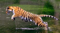 a tiger jumping into the water with its mouth open