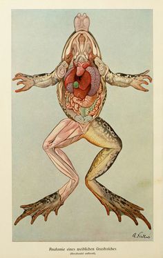 an illustration of a frog with its legs spread out and the body in the shape of a heart