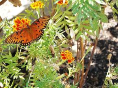 an orange butterfly sitting on top of some yellow flowers