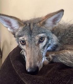 a gray wolf laying on top of a brown blanket