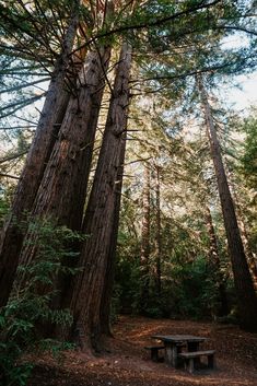 a picnic table in the middle of a forest surrounded by tall trees and pine needles