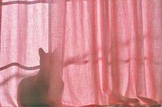 a cat sitting in front of a curtain with the light shining on it's back