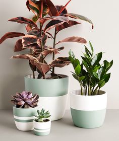 three potted plants sitting next to each other