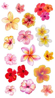 an assortment of different colored flowers on a white background