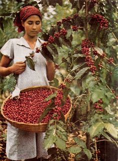 a woman holding a basket full of cherries in a forest with lots of leaves