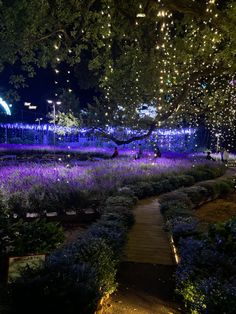 purple flowers are growing in the middle of a park at night with lights strung from trees