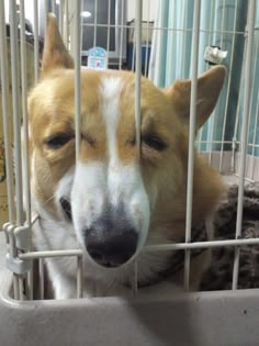 a dog in a cage with it's eyes closed