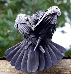 a black bird sitting on top of a tree branch with its wings spread wide open