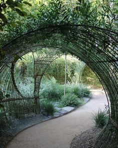 a path through a garden with lots of plants