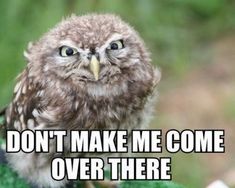 a small owl sitting on top of a green cloth covered in grass and looking at the camera