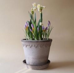 a potted plant with purple and white flowers