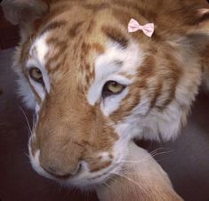 a close up of a tiger with a bow on it's head and eyes