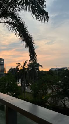 a palm tree sitting on top of a balcony next to a tall building with lots of windows