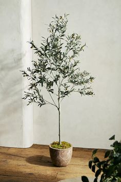 an olive tree in a pot on a table