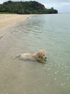 a dog is wading in the water at the beach and looking for something to eat