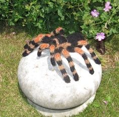 a spider sitting on top of a rock in the grass