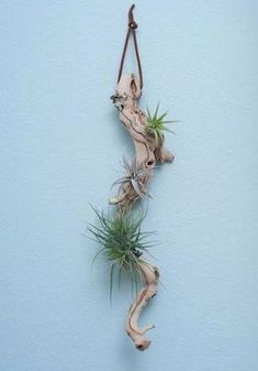 a plant hanging from the side of a wall next to a tree branch and some grass