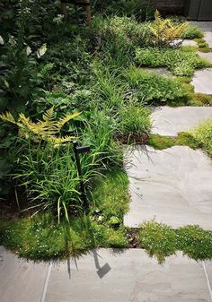 a stone walkway with grass and plants growing on it