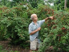 an older man picking berries from a bush