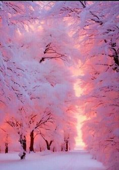 the trees are covered in pink snow as the sun sets behind them and there is no image here to provide a caption for