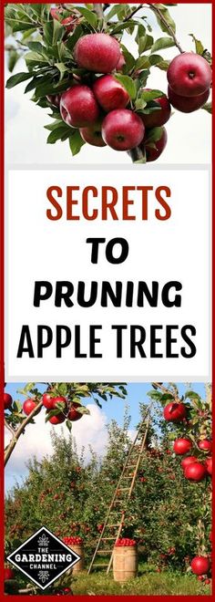 an apple tree with the words secrets to pruning apples trees in red and white