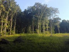 a field with trees and grass in the foreground, surrounded by tall green bushes