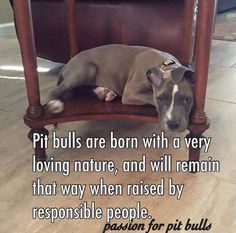 7/30/19 Pitbull Quotes, Pit Bull Love, Hate People, Pitbull Lover, Pitbull Puppies, Bull Terrier Dog, Bully Breeds, Pit Bull Terrier, Pit Bulls