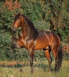 a brown horse standing on its hind legs in the grass with trees behind it and bushes to the side