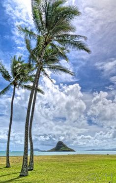 two palm trees are in the foreground and an island in the distance with clouds in the sky