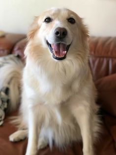 a large white dog sitting on top of a brown couch