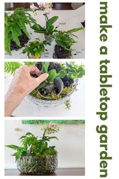 three pictures showing how to make a potted planter with rocks and plants in it