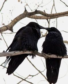 two black birds sitting on top of a tree branch next to each other and touching beaks