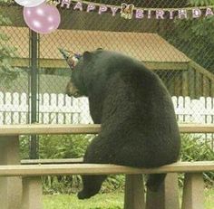 a large black bear sitting on top of a wooden bench next to a fence and balloons