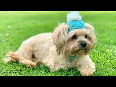 a small brown dog laying on top of a lush green field