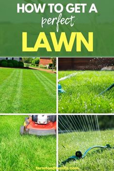 how to get a perfect lawn with the help of a mower and sprinkler