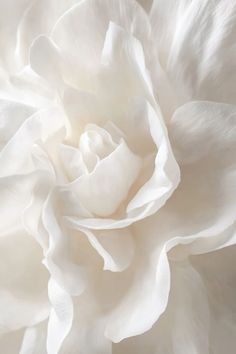 a close up view of a white flower with very large petals on it's petals