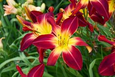 many red and yellow flowers are blooming together