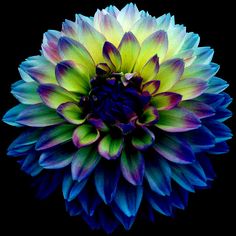 a colorful flower is shown on a black background