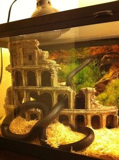 a snake is curled up in front of an aquarium