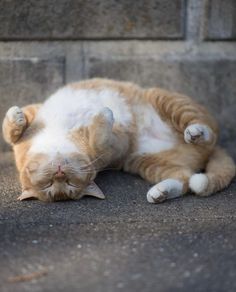 an orange and white cat laying on the ground with its eyes closed, looking sleepy