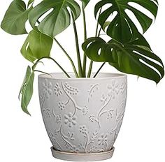 a potted plant with large green leaves in it's white ceramic container on a white background