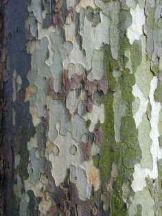 the bark of an old tree is covered with moss