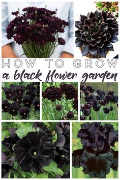 how to grow a black flower garden