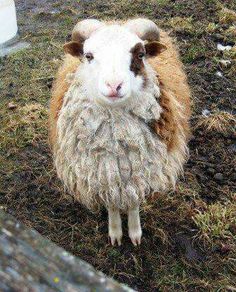 a sheep standing on top of a grass covered field