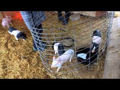 several small pigs in a cage with hay