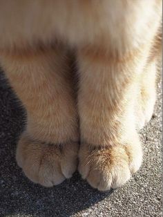 an orange and white cat's paw with it's shadow on the ground