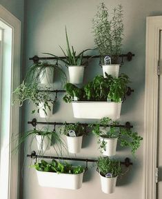 there are many potted plants hanging on the wall